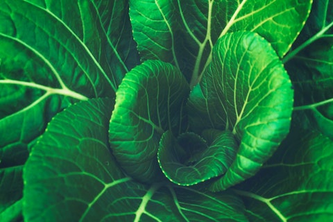 close up khale vegetable Unsplash